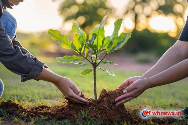 करोड़ों खर्च और पौधे भगवान भरोसे