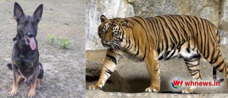 आदमखोर बाघ को तलाश रहे हैं स्निफर डॉग