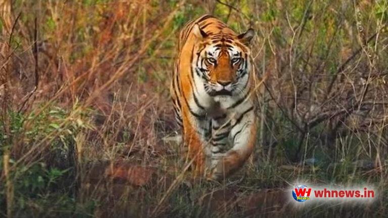 बढ़े बाघ, हिंसक को पकड़ने के आदेश