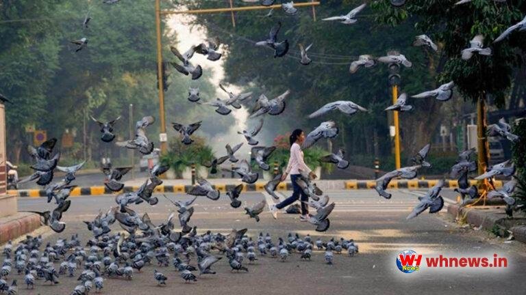 मुंबई में कबूतरों के दाना डालने पर लगेगी रोक